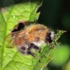 Bombus pascuorum